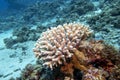 Colorful coral reef with Acropora coral Scleractinia at sandy bottom of tropical sea, underwater lanscape