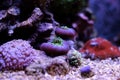 Colorful coral in reef aquarium tank Royalty Free Stock Photo