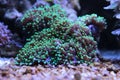 Colorful coral in reef aquarium tank Royalty Free Stock Photo