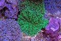 Colorful coral in reef aquarium tank