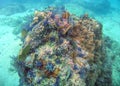 A Colorful Coral Reef in Banderas Bay near Puerto Vallarta, Mexico