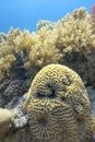 Colorful coral reef at the bottom of tropical sea, great yellow brain coral, underwater landscape Royalty Free Stock Photo