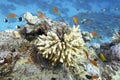 Colorful coral reef at the bottom of tropical sea, hard corals and anthias fishes, underwater landscape Royalty Free Stock Photo