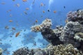 Colorful coral reef at the bottom of tropical sea, hard corals and fishes Anthias, underwater landscape Royalty Free Stock Photo