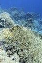 Colorful coral reef at the bottom of tropical sea, hard corals and fishes Anthias, underwater landscape Royalty Free Stock Photo