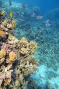 Colorful coral reef at the bottom of tropical sea, hard corals and fishes Anthias, underwater landscape Royalty Free Stock Photo