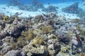 Colorful coral reef at the bottom of tropical sea, hard and soft corals, underwater landscape Royalty Free Stock Photo