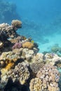 Colorful coral reef at the bottom of tropical sea, hard and soft corals, underwater landscape Royalty Free Stock Photo