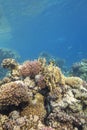 Colorful coral reef at the bottom of tropical sea, hard and soft corals, underwater landscape Royalty Free Stock Photo