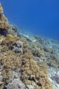 Colorful coral reef at the bottom of tropical sea, hard and soft corals, underwater landscape Royalty Free Stock Photo