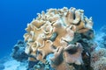 Colorful coral reef at the bottom of tropical sea, leather mushroom coral, underwater landscape. Royalty Free Stock Photo