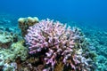 Colorful coral reef at the bottom of tropical sea, pink finger coral, underwater landscape Royalty Free Stock Photo