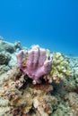 Colorful coral reef at the bottom of tropical sea, pink tube  sea sponge, underwater landscape Royalty Free Stock Photo