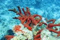 Colorful coral reef on the bottom of tropical sea, red sea sponge Royalty Free Stock Photo