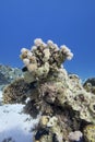 Colorful coral reef at the bottom of tropical sea, soft corals and sea sponge, underwater landscape