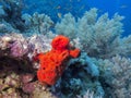 Colorful coral reef on the bottom of tropical sea, red sea sponge, underwater landscape. Royalty Free Stock Photo