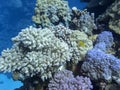 Colorful coral reef at the bottom of tropical sea, underwater landscape Royalty Free Stock Photo