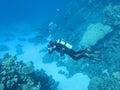 Colorful coral reef at the bottom of tropical sea, underwater landscape Royalty Free Stock Photo