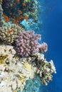 Colorful coral reef at the bottom of tropical sea, violet Cauliflower Coral and anthias fishes, underwater landscape Royalty Free Stock Photo