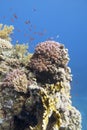 Colorful coral reef at the bottom of tropical sea, violet Cauliflower Coral and anthias fishes, underwater landscape. Royalty Free Stock Photo