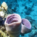 Colorful coral reef on the bottom of tropical sea, violet sea sponge Royalty Free Stock Photo