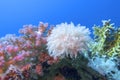 Colorful coral reef at the bottom of tropical sea, white pulsing polyp coral , underwater landscape