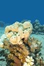 Colorful coral reef at the bottom of tropical sea, white sea sponge Royalty Free Stock Photo