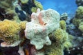 Colorful coral reef at the bottom of tropical sea, white sea sponge, underwater landscape Royalty Free Stock Photo