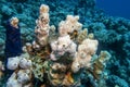 Colorful coral reef at the bottom of tropical sea, white sea sponge, underwater landscape Royalty Free Stock Photo