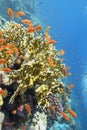 Colorful coral reef at the bottom of tropical sea, yellow fire coral and anthias fishes, underwater landscape Royalty Free Stock Photo