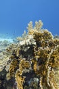 Colorful coral reef at the bottom of tropical sea, yellow fire coral, underwater landscape Royalty Free Stock Photo