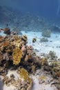 Colorful coral reef at the bottom of tropical sea, yellow fire coral and shoal of anthias fishes, underwater landscape Royalty Free Stock Photo