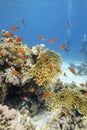 Colorful coral reef at the bottom of tropical sea, yellow fire coral and shoal of anthias fishes, underwater landscape Royalty Free Stock Photo