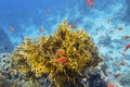 Colorful coral reef at the bottom of tropical sea, yellow fire coral and shoal of anthias fishes, underwater landscape Royalty Free Stock Photo