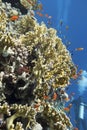 Colorful coral reef at the bottom of tropical sea, yellow fire coral and shoal of anthias fishes, underwater landscape Royalty Free Stock Photo