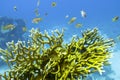 Colorful coral reef at the bottom of tropical sea, yellow fire coral and shoal of anthias fishes, underwater landscape Royalty Free Stock Photo