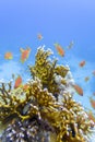 Colorful coral reef at the bottom of tropical sea, yellow fire coral and shoal of anthias fishes, underwater landscape Royalty Free Stock Photo