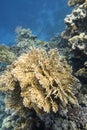 Colorful coral reef at the bottom of tropical sea, yellow fire coral, underwater landscape Royalty Free Stock Photo