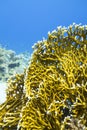 Colorful coral reef at the bottom of tropical sea, yellow fire coral, underwater landscape Royalty Free Stock Photo