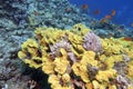 Colorful coral reef at the bottom of tropical sea, yellow salad coral Turbinaria mesenterina and fishes Anthias, underwater Royalty Free Stock Photo