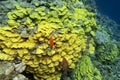 Colorful coral reef at the bottom of tropical sea, yellow salad coral Turbinaria mesenterina and fishes Anthias, underwater Royalty Free Stock Photo