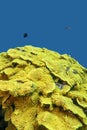 Colorful coral reef at the bottom of tropical sea, yellow salad coral Turbinaria mesenterina, underwater landscape Royalty Free Stock Photo