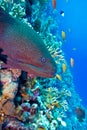 Colorful coral reef with dangerous great moray eel