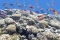 Colorful coral reef with exotic fishes in tropical sea, underwat Royalty Free Stock Photo