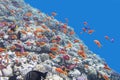 Colorful coral reef with fishes anthias in tropical sea, underwater Royalty Free Stock Photo