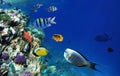 Colorful coral reef fishes. Royalty Free Stock Photo