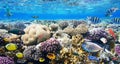 Colorful coral reef fishes.