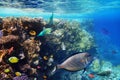 Colorful coral reef fishes. Royalty Free Stock Photo