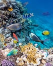 Colorful coral reef fishes of the Sea. Royalty Free Stock Photo