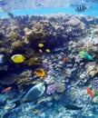 Colorful coral reef fishes of the Sea. Royalty Free Stock Photo